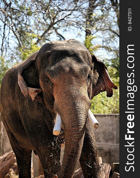 Brown Elephant Chewing Straw against forest background