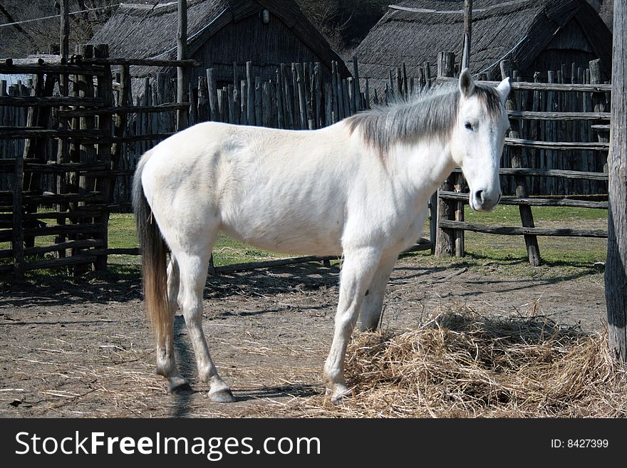 A white horse in a ranch