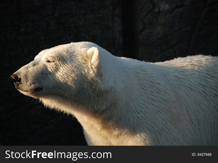 Was at the zoo, and here was a polar bear and looked out over the park