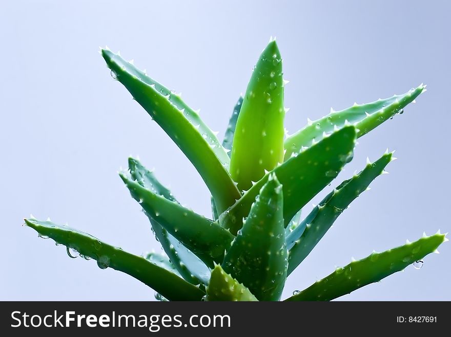 Aloe leafs with water dropsa close up shot-shallow dof.