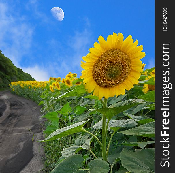 Landscape with field of sunflower and blue sky with moon, spring