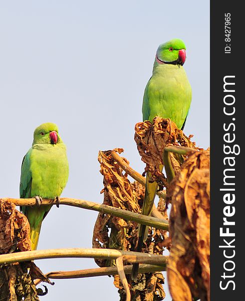 Green parrot sitting on the papaya tree.