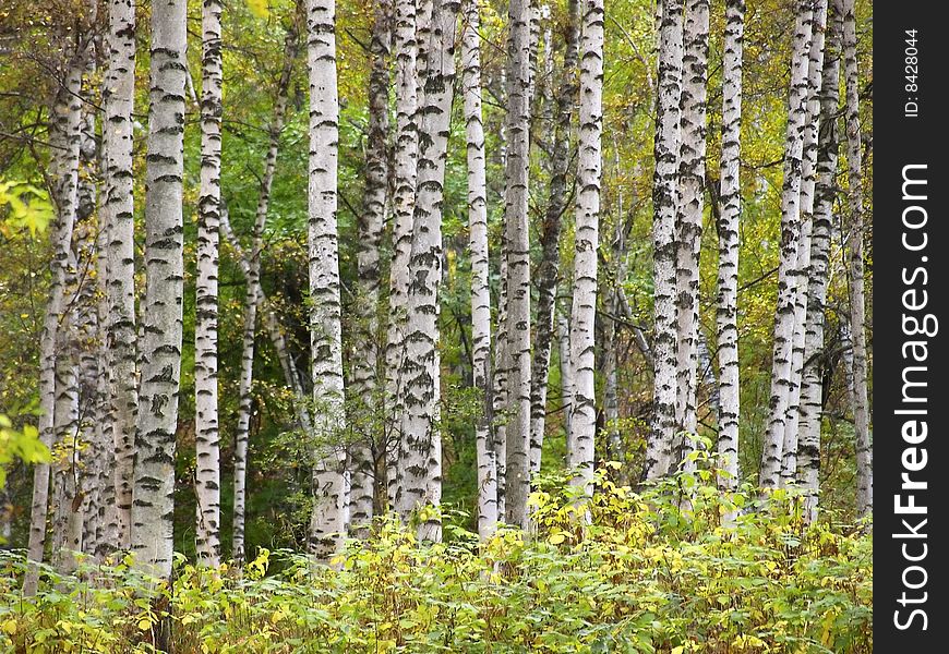 Autumn birch forest. Photo was converted from RAW format.