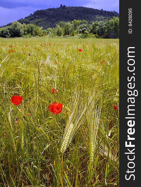 Close up of poppies in field