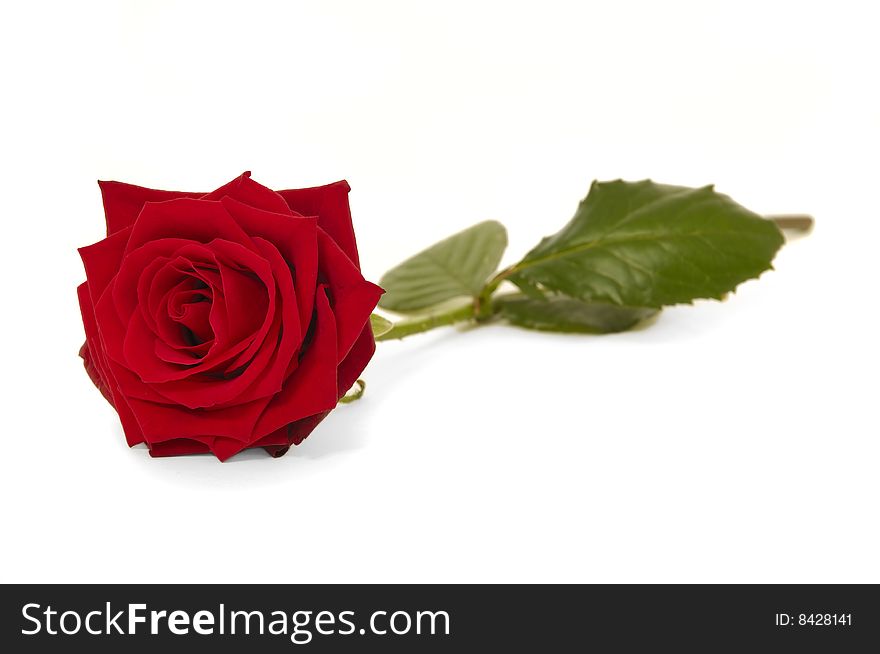 Red rose flower isolated on white background