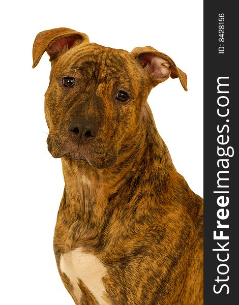 Staffordshire terrier dog on a clean white background