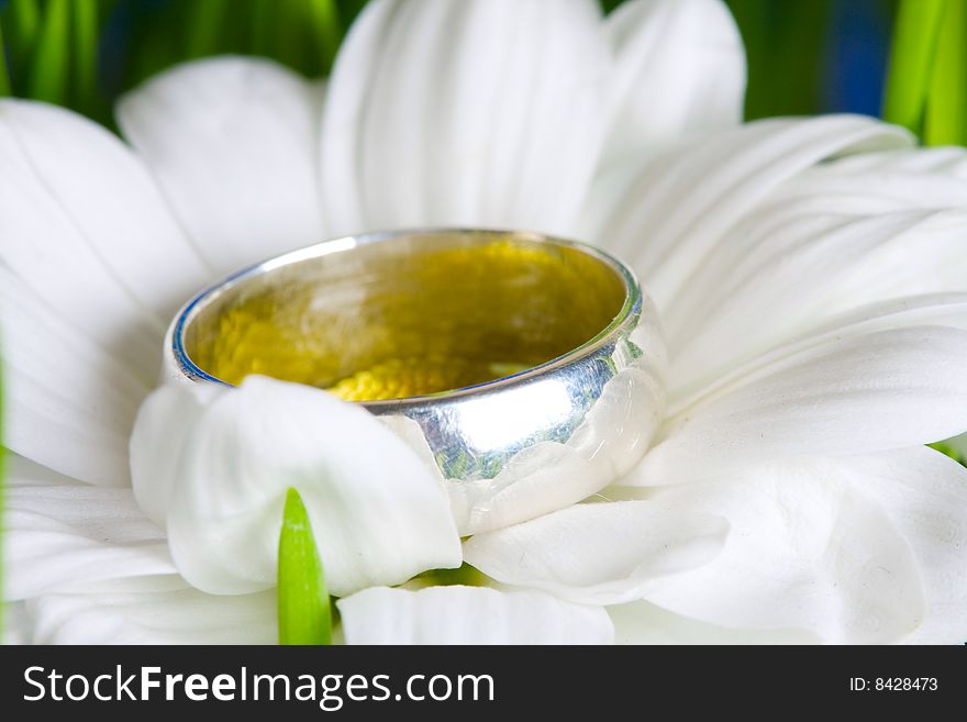 Camomile and ring in a green grass