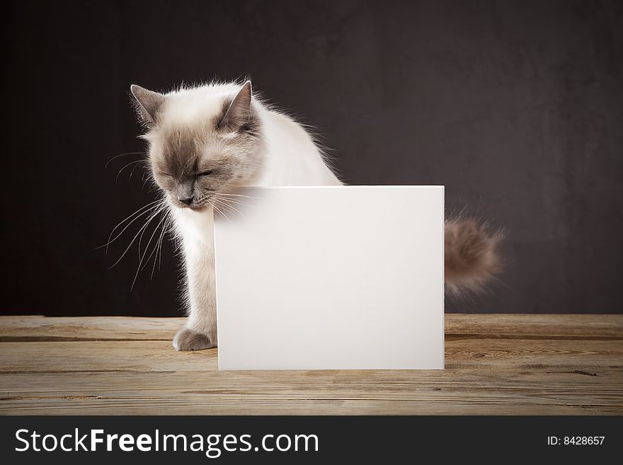 Ragdoll cat with white note (copy space)