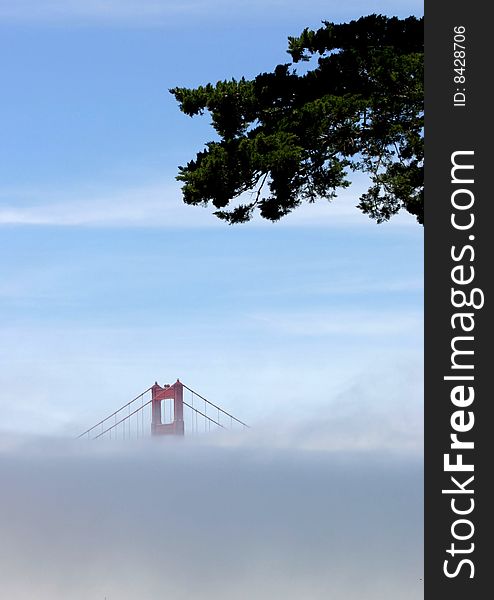 The Golden Gate Bridge on a foggy day with only to top of the bridge visible. A tree in the foreground. Nice blue sky with wispy clouds. The Golden Gate Bridge on a foggy day with only to top of the bridge visible. A tree in the foreground. Nice blue sky with wispy clouds