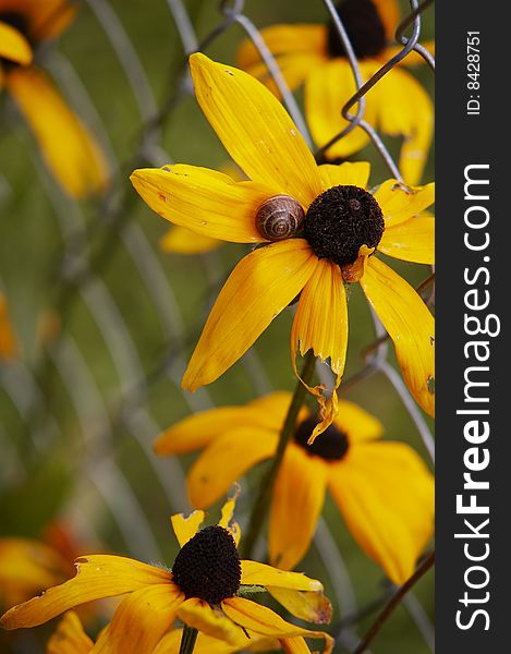 Some yellow summer flowers with little snail. The fence on background. Some yellow summer flowers with little snail. The fence on background