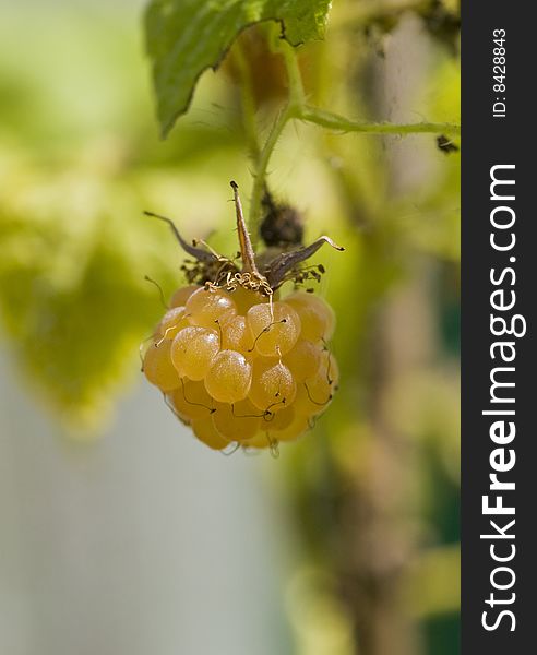 Fresh ripe golden raspberries on bush