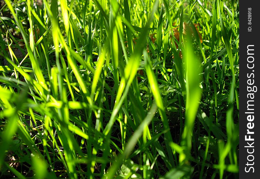 Green grass in the sun light