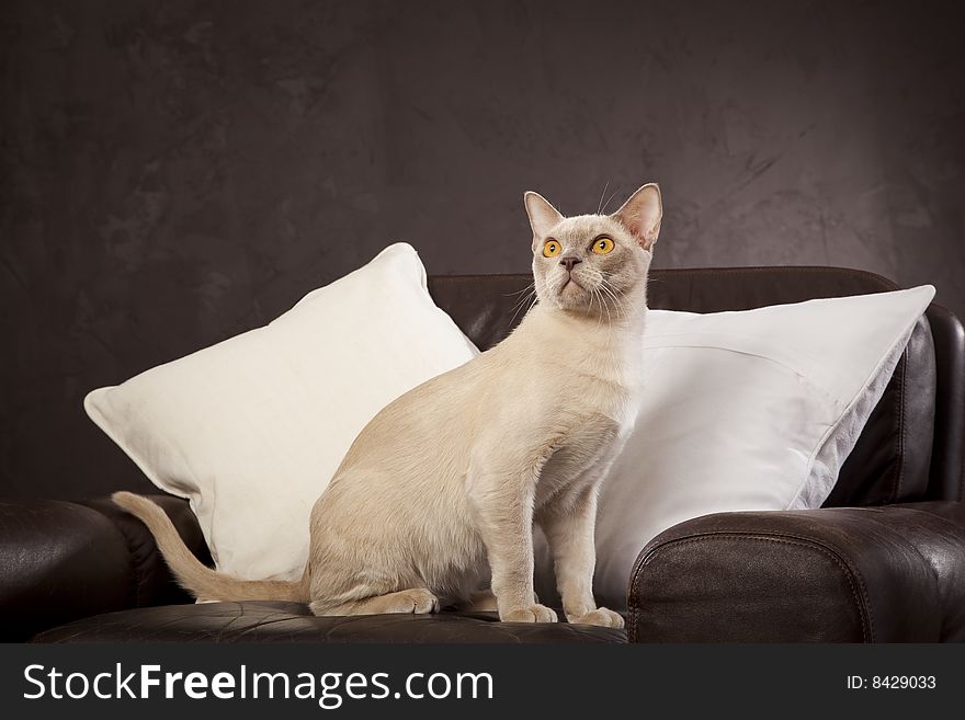 White cat on the brown leather armchair. White cat on the brown leather armchair