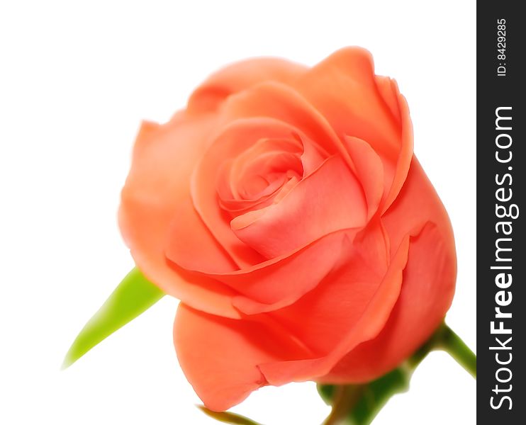 Flower of decorative rose of orange color isolated on white background