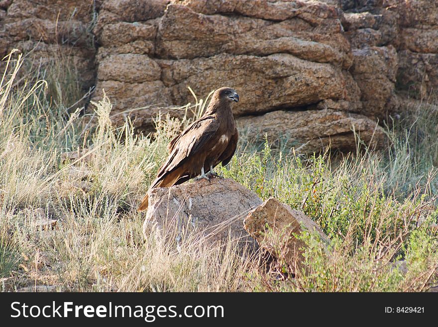 Steppe eagle is sining on a stone. Steppe eagle is sining on a stone