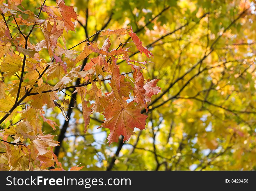 Autumnal gold maple leaves background. Autumnal gold maple leaves background