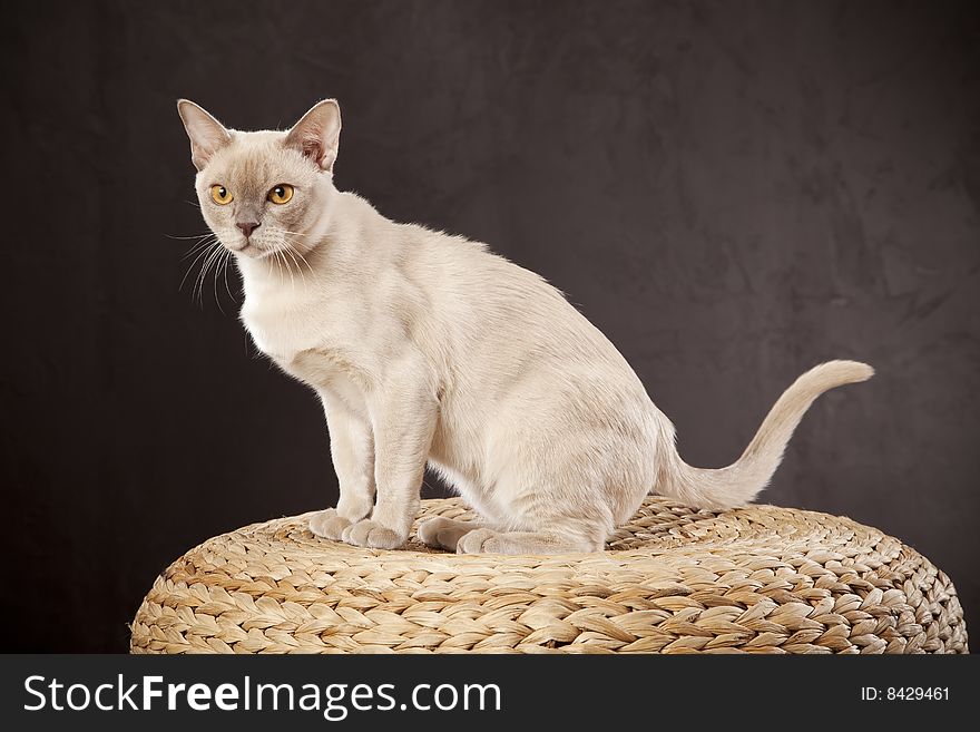 White cat on wooden chair over dark background