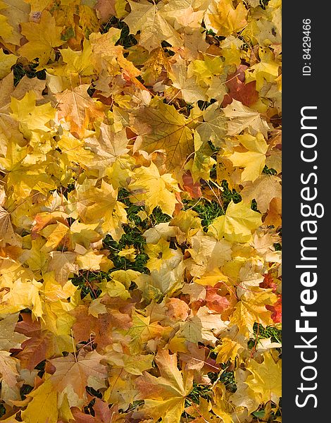 Gold maple fallen leaves background