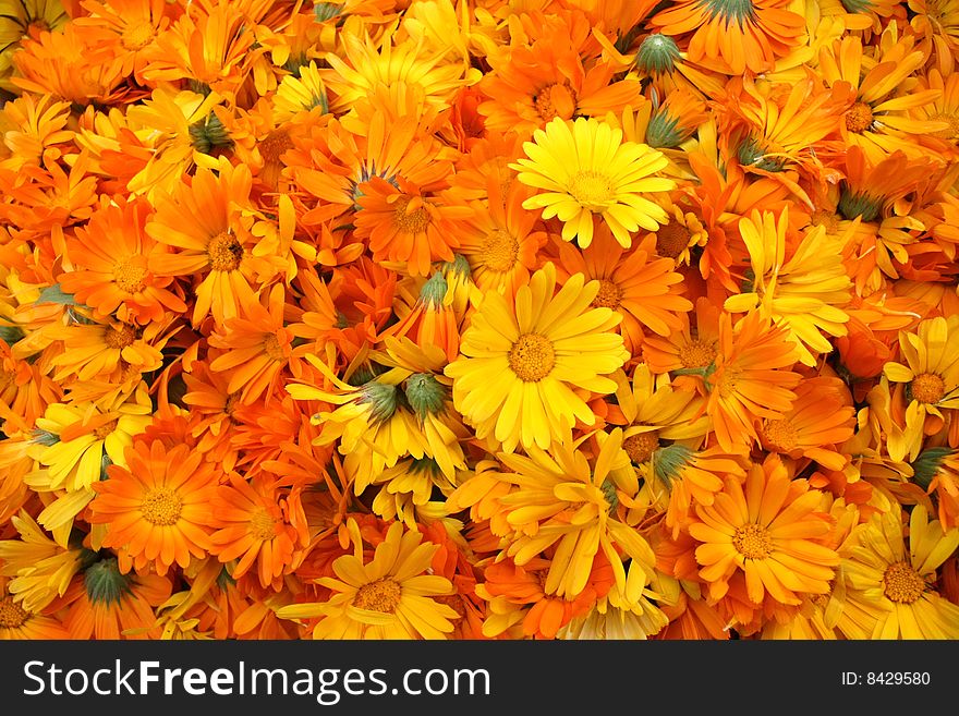 Great Number of Orange Calendula