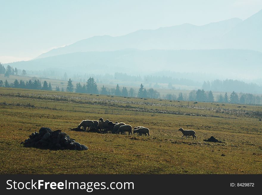 Flock of sheep in polish mountains. Zakopane.