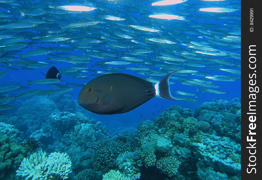 Shoal of fish in the red sea