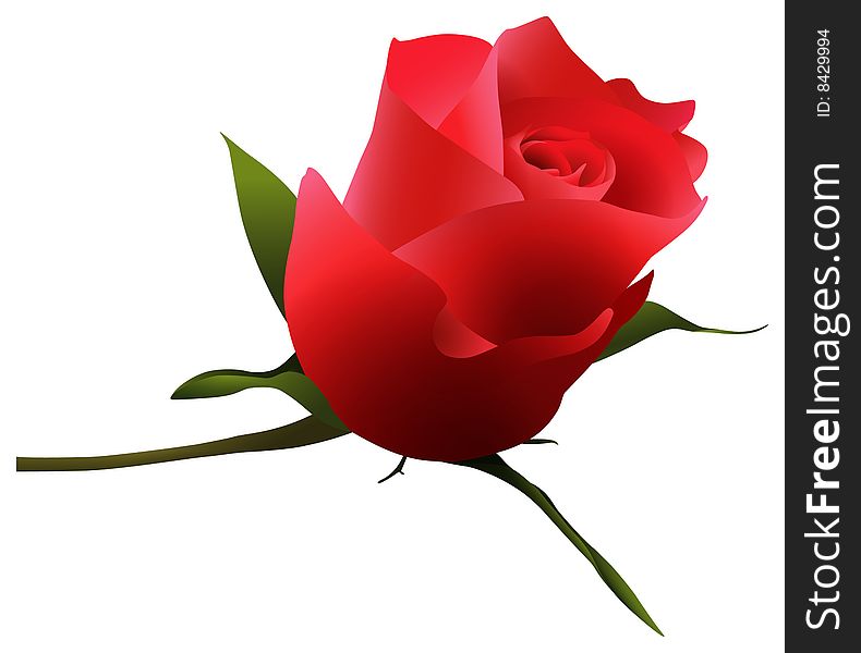 A close up  illustration of a single red rose. A close up  illustration of a single red rose.