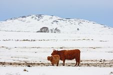 Highland Cow In The Snow Stock Images Highland Cow In The Snow Stock Images