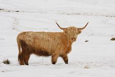 Highland Cow In The Snow Stock Photography Highland Cow In The Snow Stock Photography