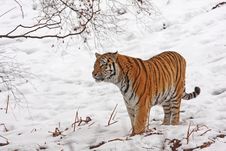 Tiger In The Snow Stock Photos