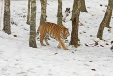Tiger In The Snow Stock Images