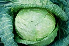 Head Of Fresh Cabbage Royalty Free Stock Image Head Of Fresh Cabbage Royalty Free Stock Image
