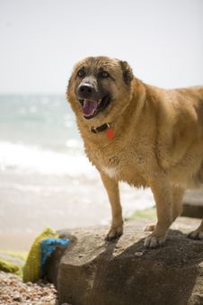 A Dog On The Seaside Royalty Free Stock Photography