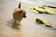 A Dog On The Seaside Stock Photos