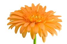 Orange Gerber With Stem Stock Image Orange Gerber With Stem Stock Image