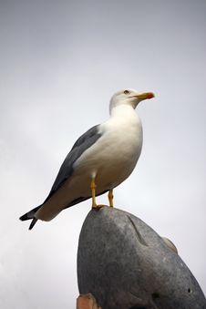 Yellow-legged Gull Stock Photos Yellow-legged Gull Stock Photos