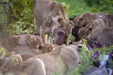 Lion Family Stock Photography