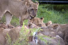 Lion Family Stock Photography