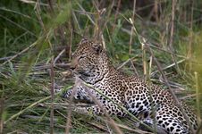 Leopard Resting Stock Photo