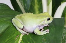 Green Tree Frog Stock Images Green Tree Frog Stock Images