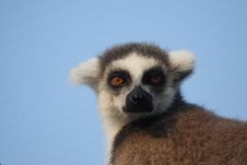 Lemur Catta Stock Images