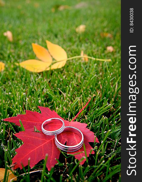 Two wedding rings sitting on a red maple leaf. Two wedding rings sitting on a red maple leaf.