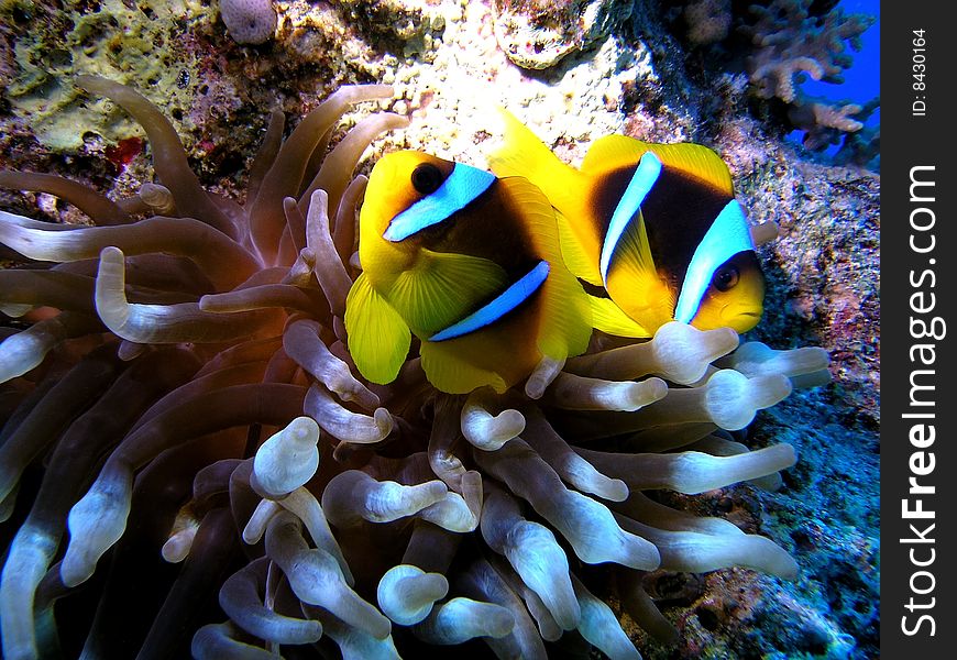 Anemone fish in the red sea