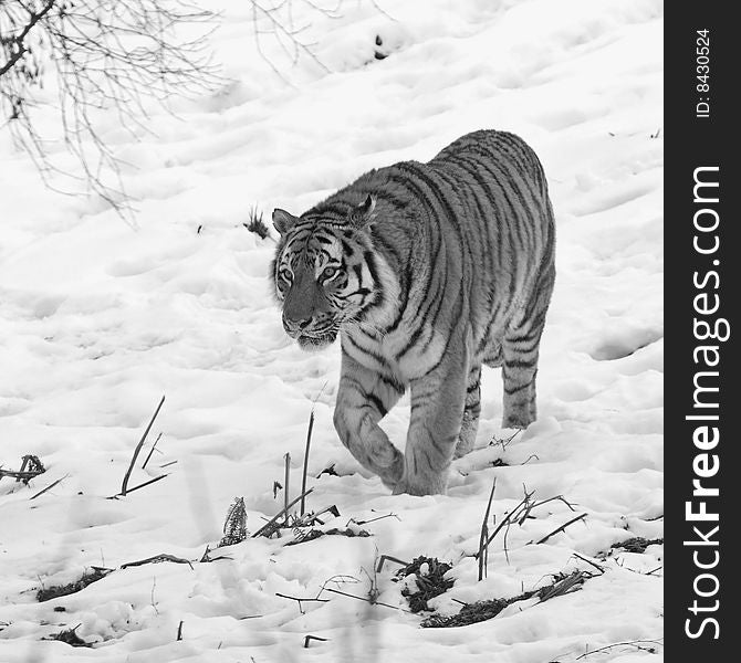 Tiger in the snow