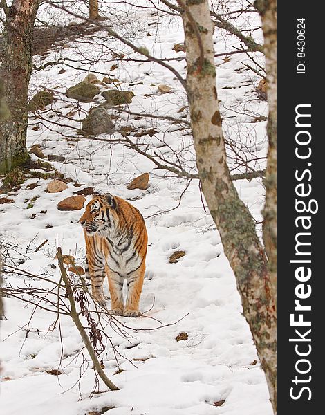 Tiger in the snow