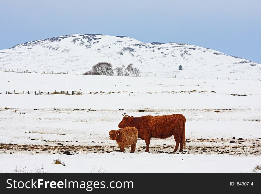 Highland Cow In The Snow