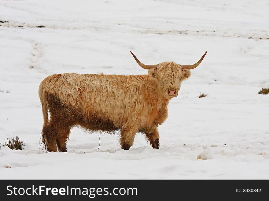Highland cow calf in the snow. Highland cow calf in the snow