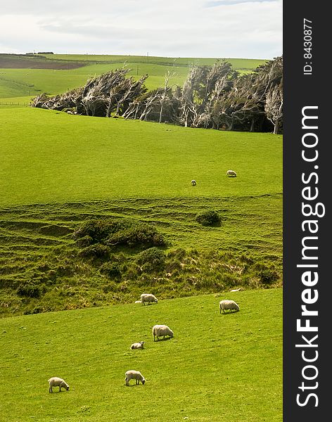 Sheep in a field in New Zealand