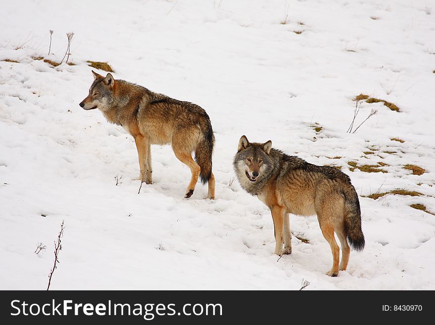 Timber wolf in the snow