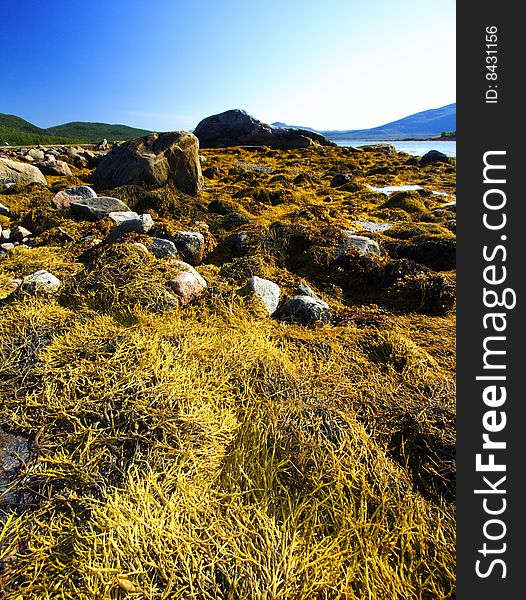 Seaweed at low tide in senja island during summer, Norway. Seaweed at low tide in senja island during summer, Norway