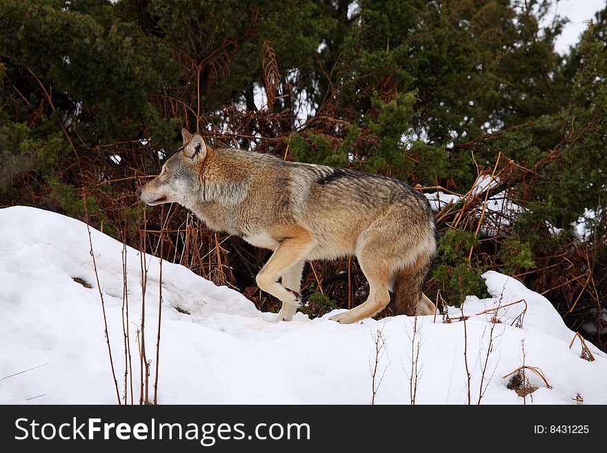 Timber wolf in the snow